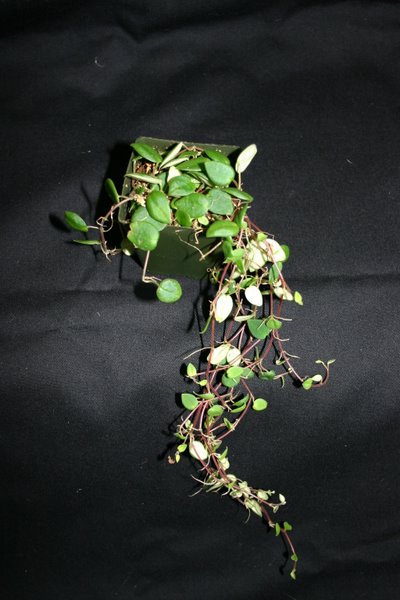 http://www.cloudjungle.com/CloudJungle/Piperaceae/Peperomia/Peperomia sp Panama.jpg
